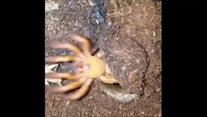 Une énorme araignée sortie de nulle part dévore une sauterelle...