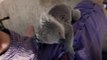 Ce bébé koala adorable vient faire un calin au caméraman