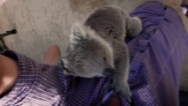 Ce bébé koala adorable vient faire un calin au caméraman