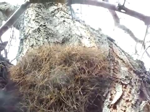 Il pensait que c'etait de la mousse sur un arbre et va avoir une énorme surprise : milliers d'araignées