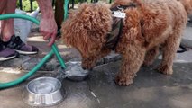 Nos fuimos de paseo y foto con el caminador de perros de Nueva York