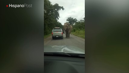 Elefante hambriento salió a la carretera a buscar qué comer