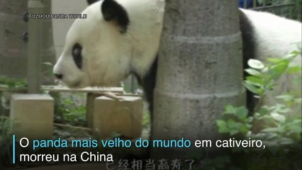 Adeus a Basi, o panda mais velho do mundo em cativeiro