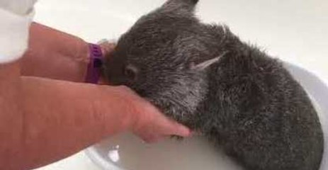 Unwell Wombat Joey Gets Bathed and Swaddled