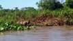 Jaguar Vs Crocodile Real Fight Leopard Vs Alligator Amazing Wild Animals Attacks