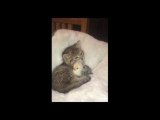子猫が小さなヒヨコをペロペロとかわいがる姿が超カワイイ！w