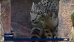 CLEARCUT | Asian snow leopard no longer endangered | Thursday, September 14th 2017