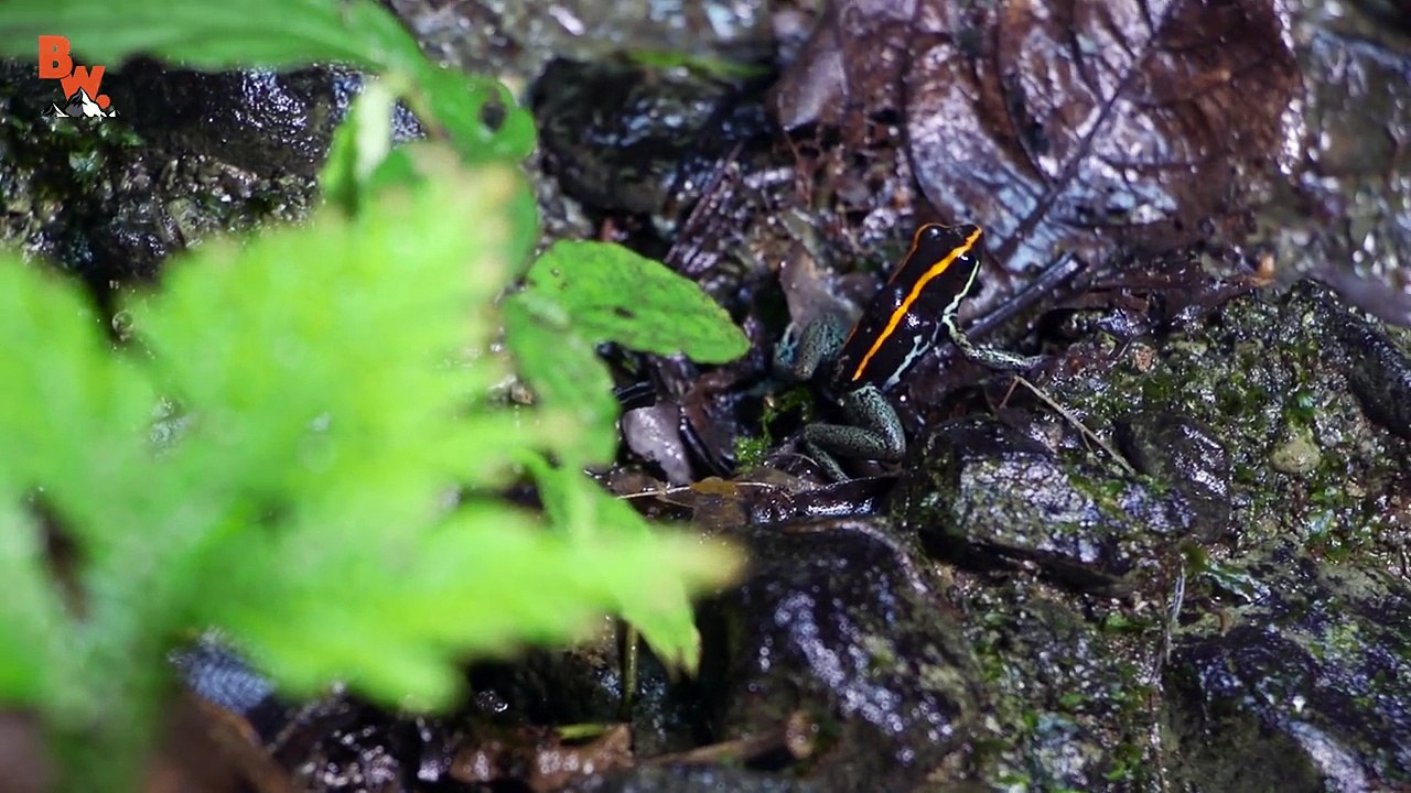 FURRY PUSS CATERPILLAR!