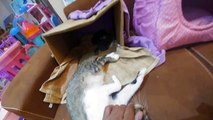 Kedicik Alinaya yeni pembiş ev, sonunda kavuştuk, eğlenceli çocuk videosu