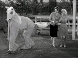 Mister Ed S04E06-Don't Laugh At Horses