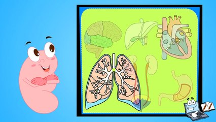 Kidney Functions in human body