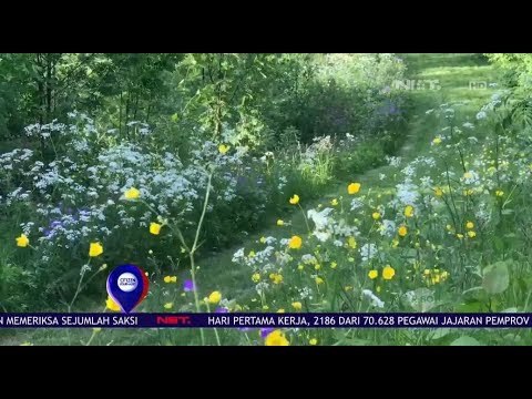 Bunga Liar Banyak Hiasi Pinggir Jalan di Swedia - Net 12