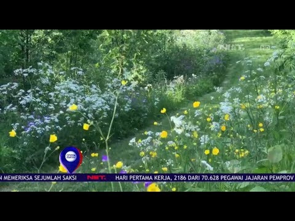 Bunga Liar Banyak Hiasi Pinggir Jalan di Swedia - Net 12