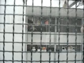 mes box pour mes chardonnerets et bouvreuils 2007