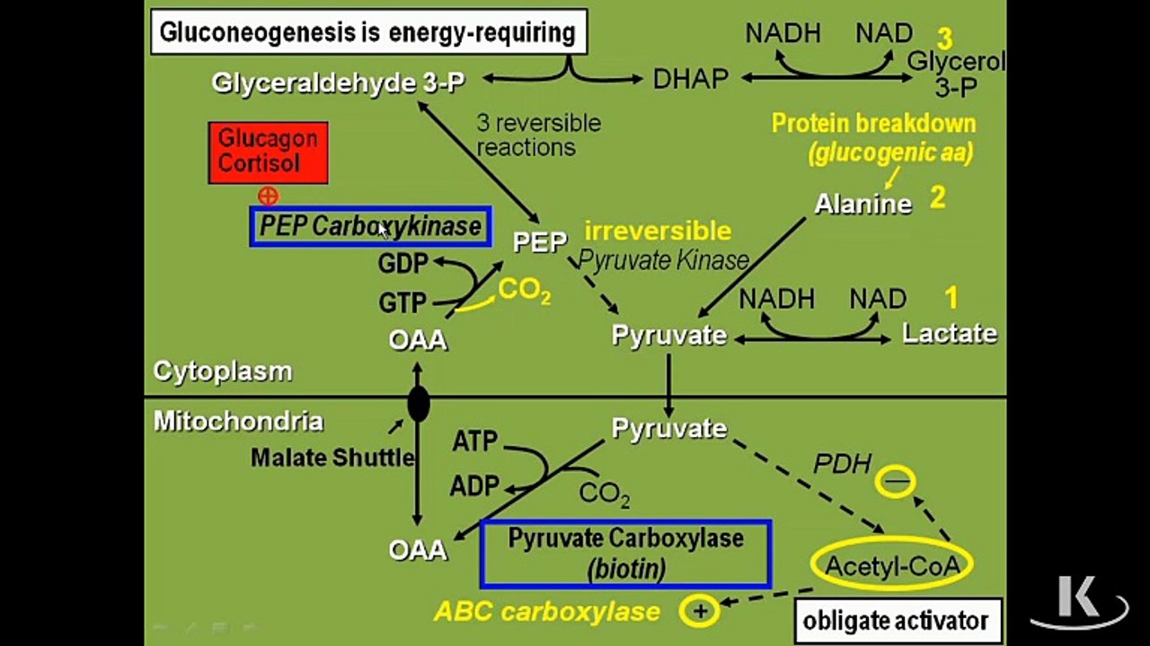 BioChem2_Turco_14c_Gluconeogenesis
