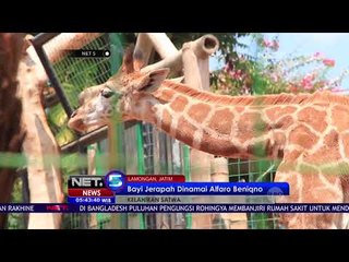 Bayi Jerapah di Lamongan Dinamai Alfaro Beniqno - NET5