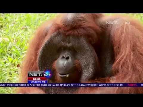 Orang Utan Jacky Ulang Tahun ke 40 - NET24