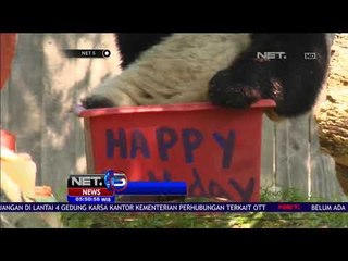Selamat Ulang Tahun Panda Bei bei - Net 5