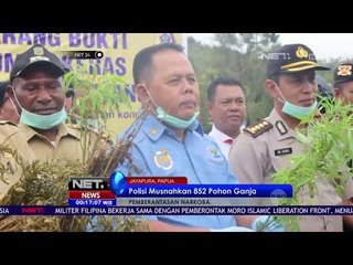 Polisi Musnahkan 852 Pohon Ganja - NET24