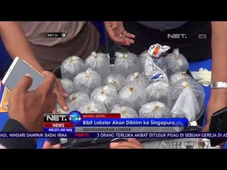 Penyelundupan 3500 Bayi Lobster Ke Singapura - NET24