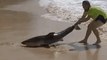 Man Attempts to Pull Beached Shark Back to Sea