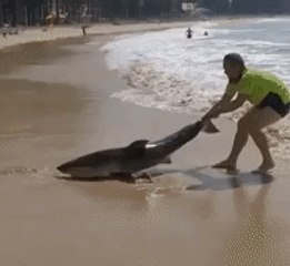 Man Attempts to Pull Beached Shark Back to Sea