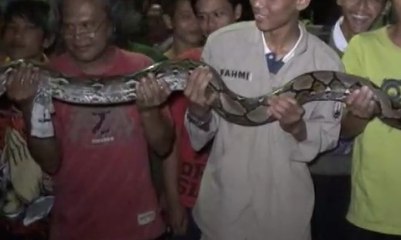 Penemuan Ular Piton 3 Meter di Saluran Air