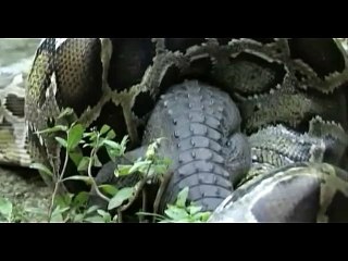 ANACONDA VS COCODRILO