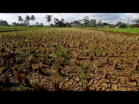 Ribuan Hektar Sawah Terbengkalai - NET5