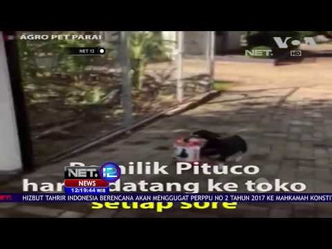 Seekor Anjing di Brazil Bisa Berbelanja - NET12