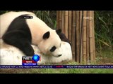 Petugas Kebun Binatang Korea Selatan Siapkan Kejutan Untuk Seekor Panda - NET 24