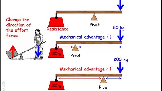 Lever systems in the human body - 動画 Dailymotion