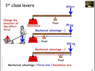 Lever systems in the human body