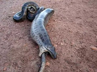 Cobra Sucuri Vomitando para Escapar