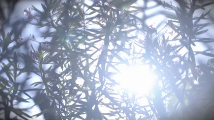 PLAY~KAU YANG SEMBUNYI BY HANIN DHIYA 2017