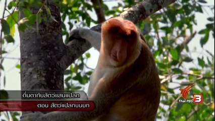 สารคดี ท่องโลกกว้าง 13 กันยายน 2560 HD ตื่นตากับสัตว์แสนแปลก ตอน สัตว์แปลกบนบก