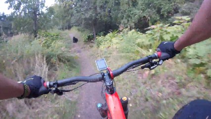 Mountain Biker Runs Into Bear On Path