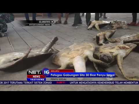 Petugas Gabungan Sita 30 Ekor Penyu Ilegal di Maluku - NET16