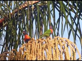 Childrens Rainbow Meditation