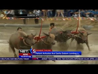 Petani Thailand Antusias Pacu Kerbau - NET5