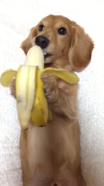 Le chien le plus adorable de la journée qui mange sa banane... Trop chou