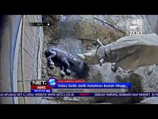 Video Detik detik Kelahiran Badak Hitam - NET5