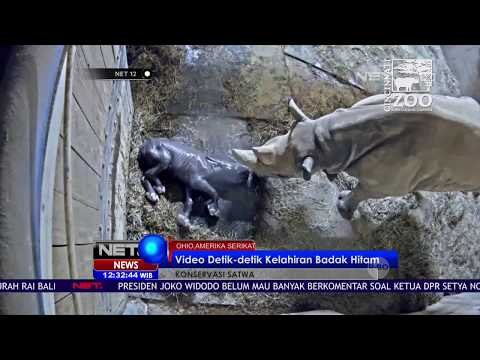 Kelahiran Badak Hitam - NET12