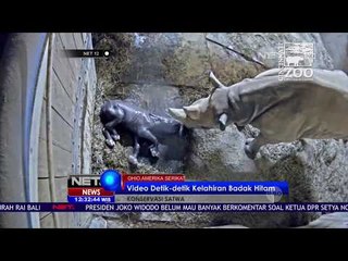Kelahiran Badak Hitam - NET12