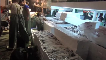 Balıkesir Sardalye Bereketi 2 Saatte Bin 250 Kasa Sardalye Yakalandı