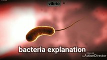 what is bacteria??[animated explanation]