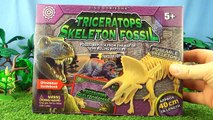Triceratops Skeleton - Dinosaur Bones construction of Triceratops fossil - Dinosaur toy