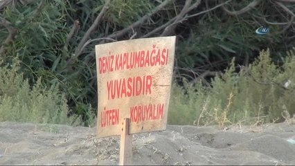 Meü Dekuyam Müdürü Prof. Dr. Serap Ergene: "Deniz Kaplumbağalarını İnsanlar Saldırganlaştırıyor"