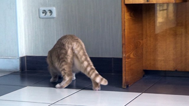 Кот Абрикос играет