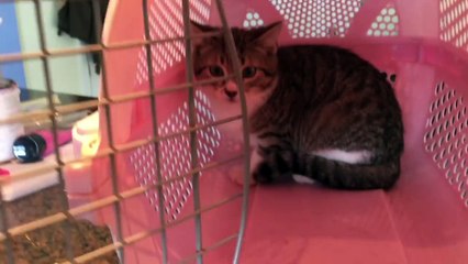 Gentle and effective way to tame a scared feral kitten - Dormouse, part 1